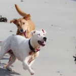 ¿Puede una Mordedura de Perro Hacerlo Enfermar? Infecciones y Sus Derechos en Fresno