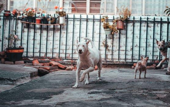 Large dog in yard — Madera dog bite lawyer