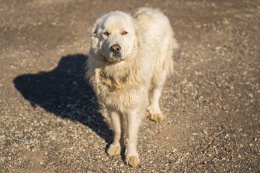 Farm guard dog — Sanger dog bite lawyer